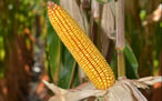MAS Seeds — вакансія в Менеджер по продукту / Corn Product Manager: фото 4