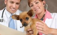 Resume Pro  — вакансия в Ассистент ветеринарного врача: фото 3