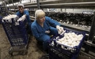 Ворк-Сервіс Україна — вакансія в Рабочий на грибную ферму в Англию (Британская рабочая виза на 6 месяцев): фото 2