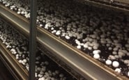 Зa Kordon легко — вакансия в Работник на конвейер по упаковке и сбору грибов в Англию вылет на февраль-март 2022г. (официальный контракт и рабочая виза Великобритании): фото 2