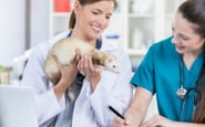 Resume Pro  — вакансия в Ассистент ветеринарного врача: фото 5
