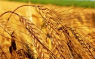 Дніпроагроальянс, ТОВ — вакансия в Менеджер з закупівлі зернових та олійних культур: фото 3