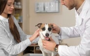 Resume Pro  — вакансия в Ассистент ветеринарного врача: фото 2