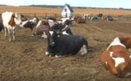 ТЕРМОАКУСТИКА, ЧП — вакансія в Працівник на коров'ячу ферму у Польщу: фото 4