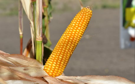 MAS Seeds — вакансія в Менеджер по продукту / Corn Product Manager: фото 2
