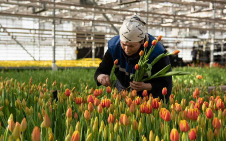 People Tomorrow  — вакансия в Разнорабочий на ферму по выращиванию тюльпанов (Нидерланды, Zwaagdijk): фото 3