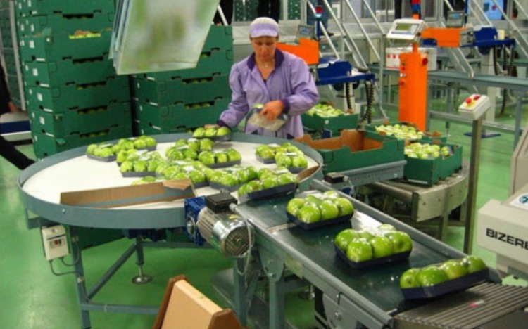 People Tomorrow  — вакансія в Разнорабочий на упаковку овощей и фруктов в Нидерланды: фото 3